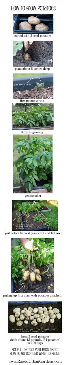 the instructions for how to grow potatoes in an outdoor vegetable garden, with pictures and text below