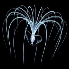 an image of a squid in the dark