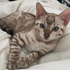 a cat with blue eyes is laying on a white blanket and looking at the camera