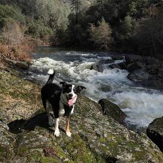 a black and white dog standing on top of a rock next to a rushing river