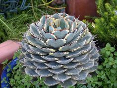 a large succulent plant sitting on top of a blue pot filled with green plants