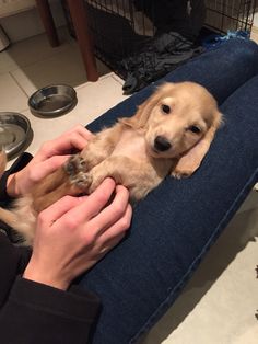 a person petting a small dog on the lap of their owner's arm