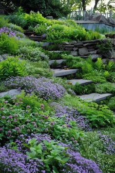 a hillside garden with purple flowers and green plants on the sides, surrounded by stone steps