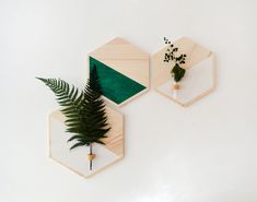 three wooden hexagonals with plants in them hanging on the wall next to each other