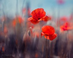 two red flowers are in the middle of tall grass