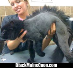 a woman holding a black cat on top of a table