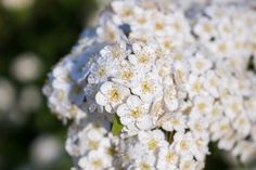 white flowers with green leaves in the background