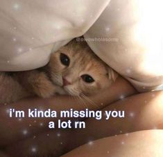 :( I Miss You Cat Picture, Cute Love Pfp, Cute Pfp For Tiktok, Friend Crush, Miss You Babe, Funniest Pics, I Miss You Quotes