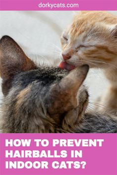 two cats with their mouths open and the words how to prevent hairballs in indoor cats?