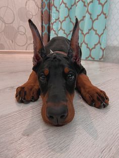 a brown and black dog laying on top of a bed