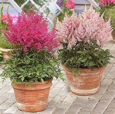 three potted plants sitting on top of a brick floor