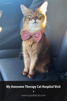 a cat wearing a bow tie sitting in the back seat of a car with text overlay that reads, my awesome therapy cat hospital visit