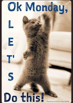 a kitten standing on its hind legs with the caption ok monday let's do this