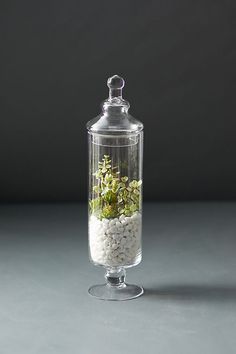 a glass container filled with rocks and plants