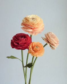 three different colored flowers in a glass vase