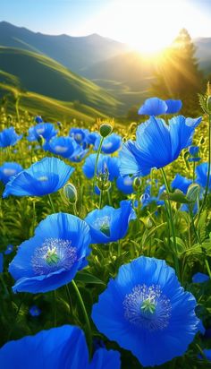 blue flowers are in the middle of a field