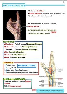 an image of anatomy of the hand and wrist