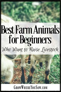 a goat with the words best farm animals for beginners who want to raise livestock