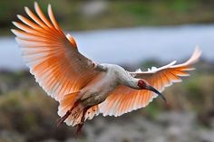 an orange and white bird is flying in the air with it's wings spread