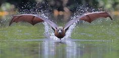 a bird with its wings spread out in the water