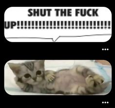 Silly Cat Banner, Cat Banner, Pretty Cats, Shut Up, Memes, Pins, Quick Saves