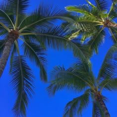 three palm trees with blue sky in the background