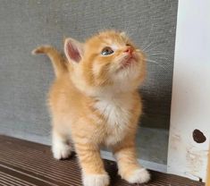 a small orange kitten standing next to a wall