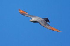 an orange and grey bird flying in the blue sky with its wings spread wide open