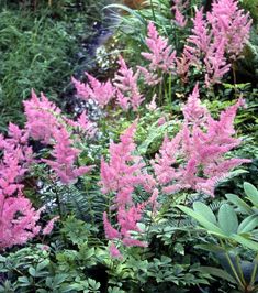 pink flowers are blooming in the middle of green plants and shrubs, along with other foliage