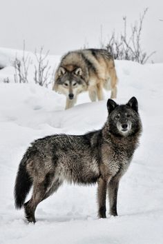 two wolfs standing in the snow with one looking at the camera and another saying, she