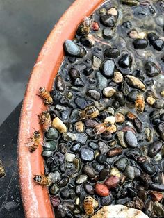 several bees are sitting on the rocks and gravel in an orange planter filled with water