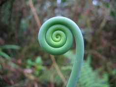 A natural green spiral Divine Geometry, Fibonacci Sequence, Mayan Calendar, Fibonacci Spiral, Witchy Stuff, Inspire Creativity, Golden Ratio, Human Mind