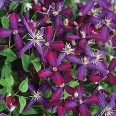 purple flowers with green leaves in the background