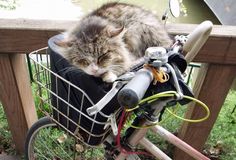 a cat sleeping on top of a bike basket