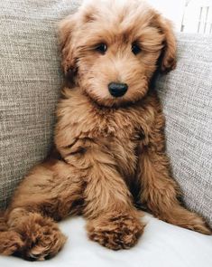 a brown puppy sitting on top of a couch next to a white pillow with pink lettering