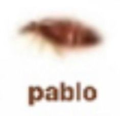 the word pablo is in front of an image of a brown eyeball