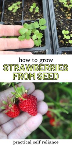 how to grow strawberries from seed