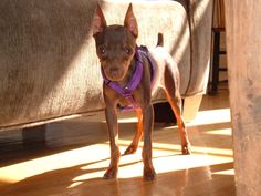 a small brown dog standing on top of a hard wood floor next to a couch