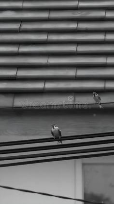 Birds perched on power lines cable stock images Power Lines, Bird Perch, Photo Image, Stock Images, Cable, Birds, Stock Photos