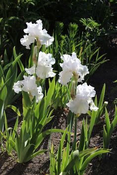 some white flowers are growing in the dirt