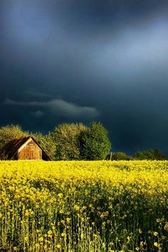 a field with yellow flowers and a barn in the distance under a dark sky filled with clouds