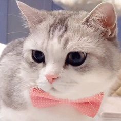 a gray and white cat with a pink bow tie on it's collar looking at the camera