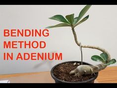 a potted plant sitting on top of a wooden table