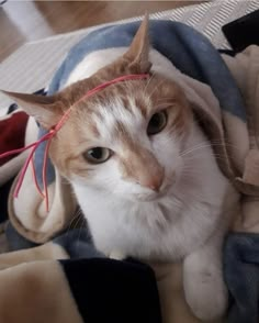 an orange and white cat laying on top of a bed covered in blankets with wires attached to it's ears