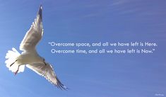 a seagull flying in the air with a quote on it that says, overcome space and all we have left is here