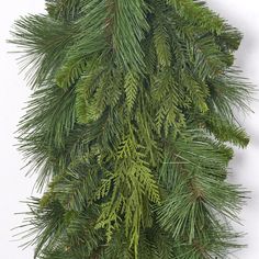 a close up view of the branches of a pine tree on a white wall background