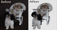 two dogs sitting in a white wicker chair before and after being cleaned with shampoo