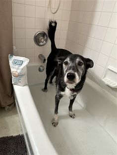 a black and white dog standing in a bathtub