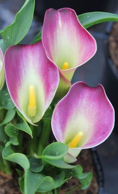 three pink and white flowers in a pot