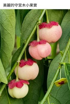 the fruit is growing on the tree and ready to be picked from it's leaves